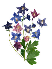 pressed multicolor Aquilegia with extruded dried lily petals,  p