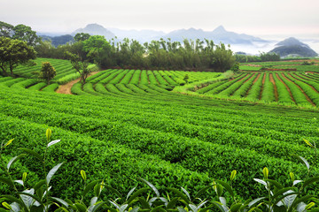 Fototapeta na wymiar Agriculture scene, tea plantation field landscape.