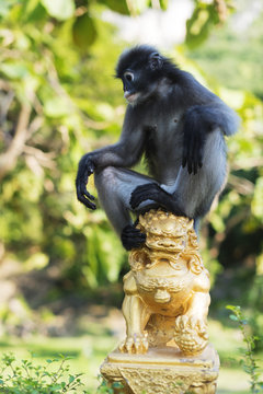Dusky langur monkey (Trachypithecus obscurus), Prachuap Kiri Khan