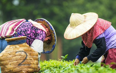 Tea harvest, people were picking tea leaves at a tea plantation.