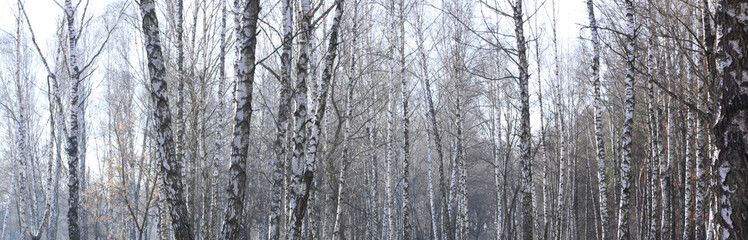 Beautiful landscape with white birches. Birch trees in bright sunshine. Birch grove in autumn. The trunks of birch trees with white bark. Birch trees trunks. Beautiful panorama.