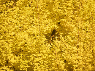 yellow ginkgo in autumn . ginkgo background