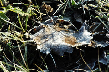 gelée sur feuilles de murier