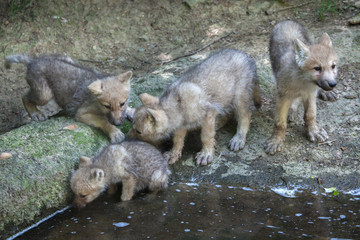 Obraz premium Arctic wolf (Canis lupus arctos)
