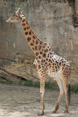 Naklejka premium Kordofan giraffe (Giraffa camelopardalis antiquorum)