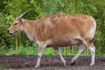 Javan banteng (Bos javanicus)