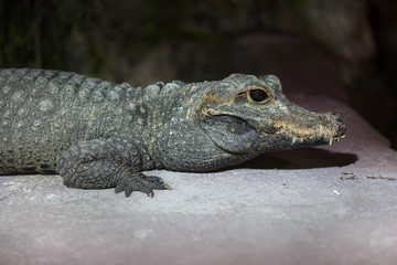 Dwarf crocodile (Osteolaemus tetraspis)