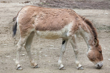 Naklejka na ściany i meble Eastern kiang (Equus kiang holdereri)