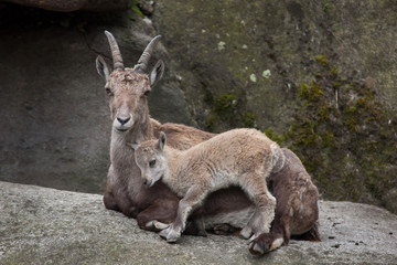Alpine ibex (Capra ibex ibex).
