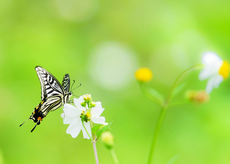 Closeup butterfly on flower 