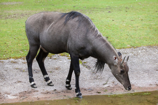 Nilgai (Boselaphus tragocamelus)