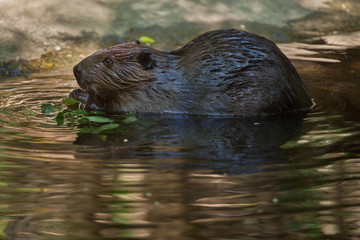 North American beaver (Castor canadensis)