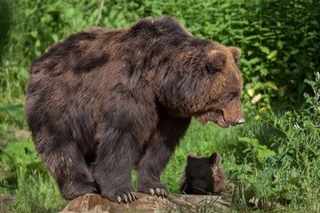 Fototapeta premium Kamchatka brown bear (Ursus arctos beringianus)