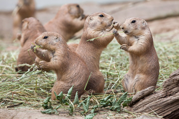 Black-tailed prairie dog (Cynomys ludovicianus)