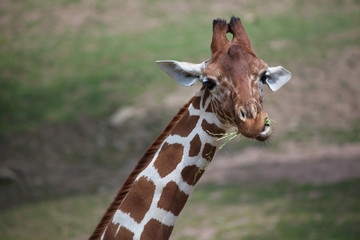 Reticulated giraffe (Giraffa camelopardalis reticulata).