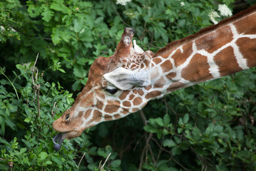 Reticulated giraffe (Giraffa camelopardalis reticulata).