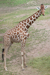 Naklejka na ściany i meble Reticulated giraffe (Giraffa camelopardalis reticulata).