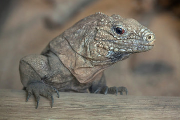 Cuban rock iguana (Cyclura nubila)
