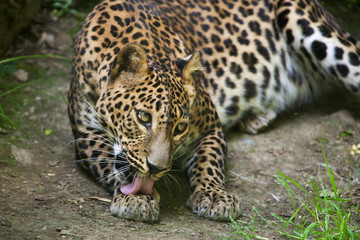 Naklejka na ściany i meble Sri Lankan leopard (Panthera pardus kotiya)