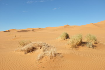 Fototapeta na wymiar Dune Landscape of Sahara Desert near Merzouga in Morocco