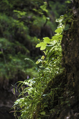 Green leaves growing in a rock crevice