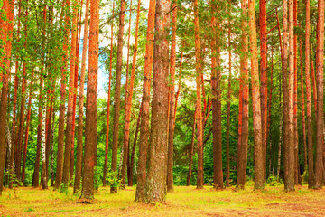 Fototapeta premium summer in pine forest