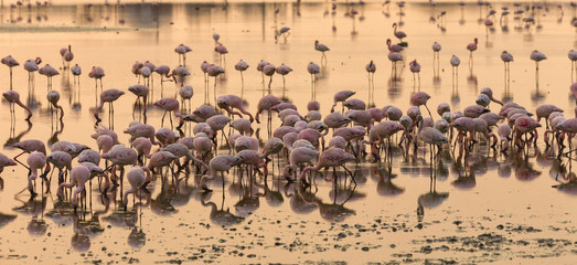 Ангола закат фламинго 