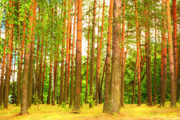 Fototapeta premium forest on the shore of lake