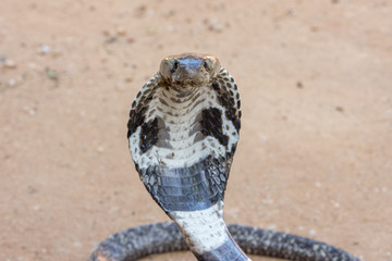 Fototapeta premium The Kobra