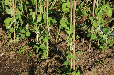 家庭菜園・エンドウの栽培