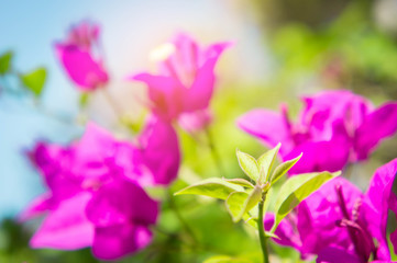 Fototapeta na wymiar bougainvillea flowers, pink flowers in the park