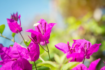 Fototapeta na wymiar bougainvillea flowers, pink flowers in the park