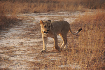 Obraz premium young lioness on the savannah, south africa