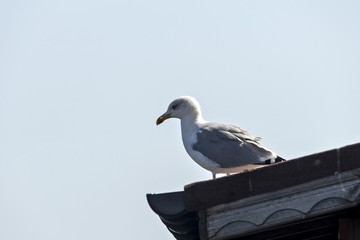 Seagull on the roof