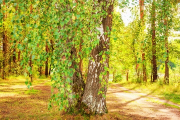 Fototapeta na wymiar summer in birch forest