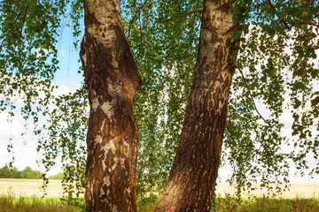  forest on the shore of lake