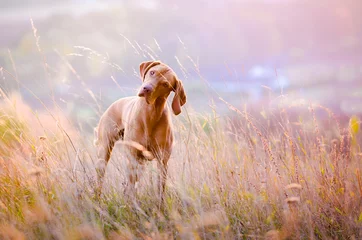 Rolgordijnen Hungarian hound dog in the middle of the field during sunset © tmart_foto