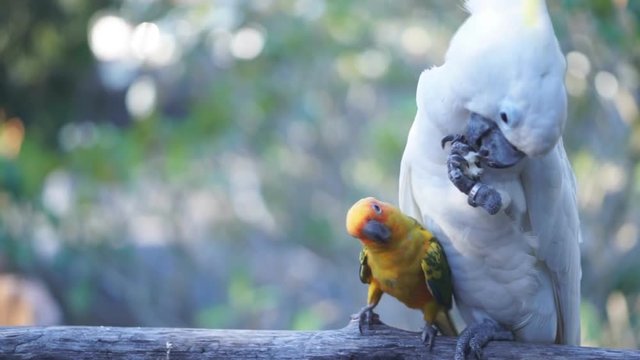 Small yellow parrot fight over food with big white macaw
