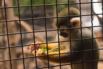 Monkey in Cell