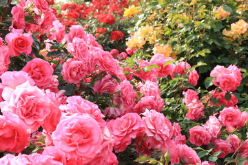 バラの花