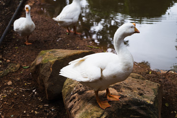 White duck is standing on rock