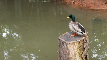 Green neck duck is standing on wood 