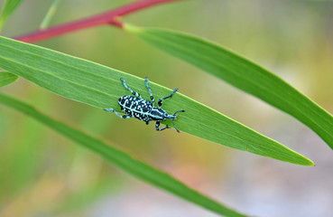 Blue and black Botany Bay Weevil, Chrysolopus spectabilis, on a leaf, Royal National Park, Sydney, Australia. Also known as the Diamond Weevil.