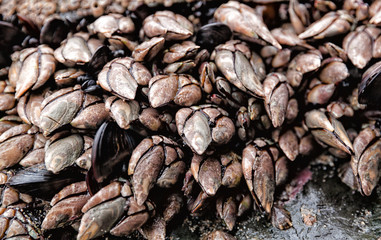 Percebes