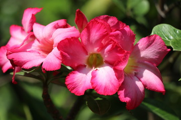 Desert rose bright flowers on the tree 