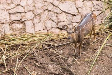 Deer is staring on Photographer