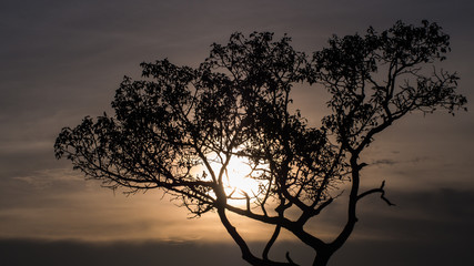 Silhouettes of Tree