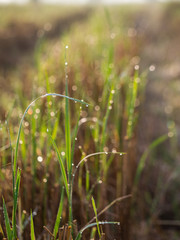 Dew Drops on a Leaf