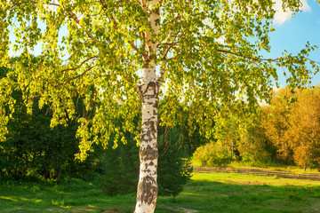 Fototapeta premium summer in birch forest