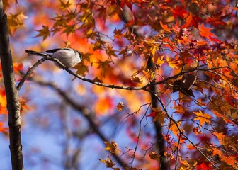 Long Tailed Tit (Aegithalos caudatus)